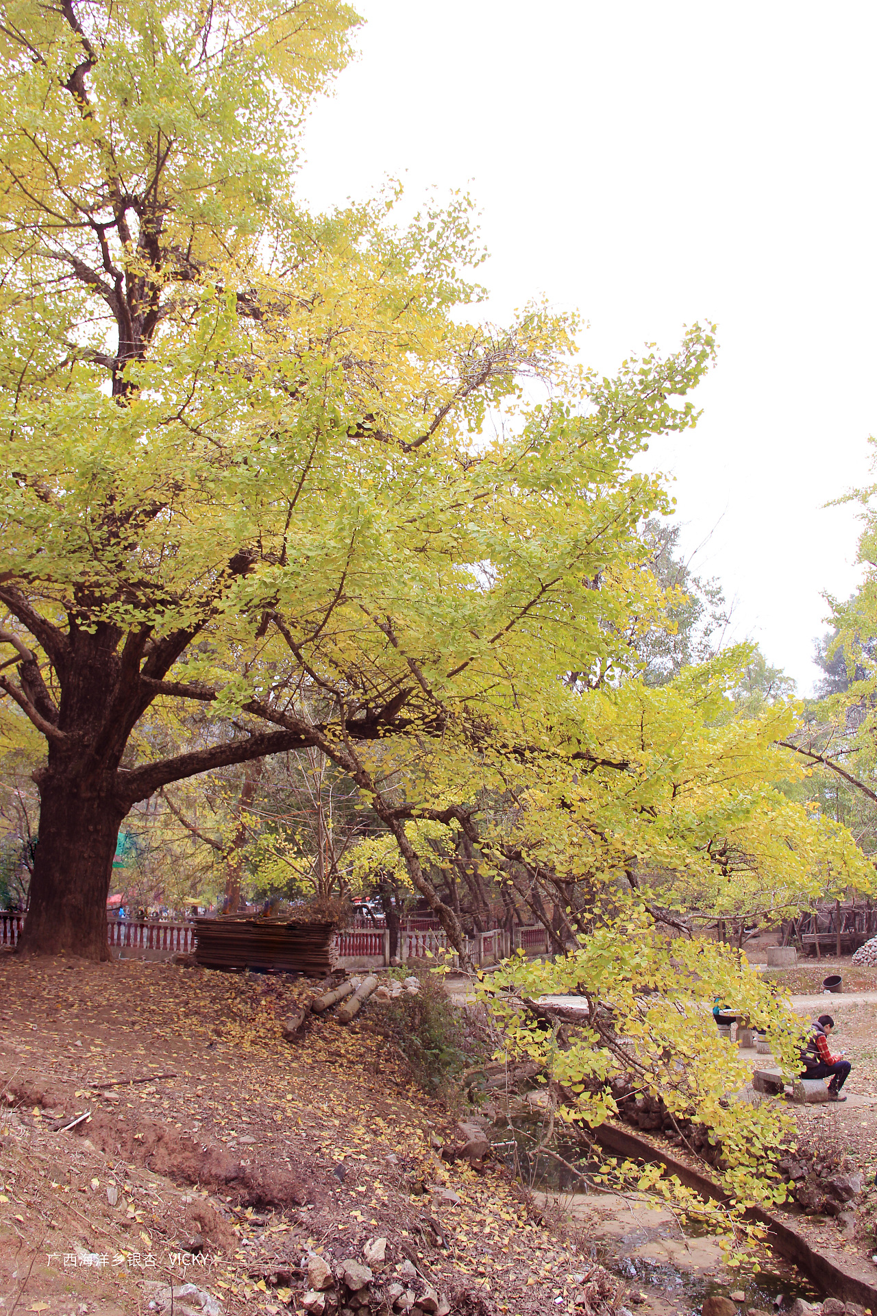 广西桂林海洋乡银杏村