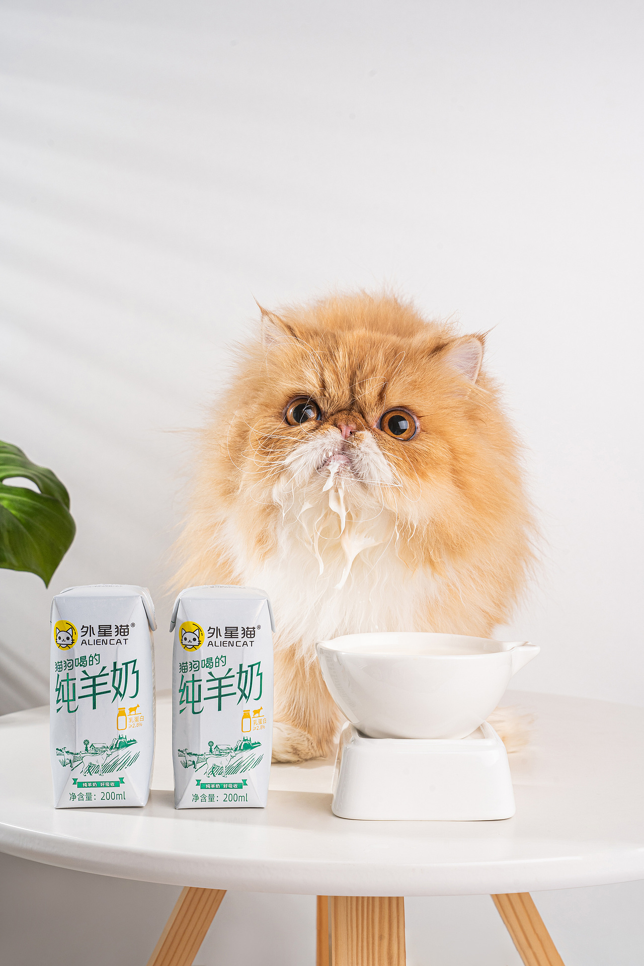 外星猫宠物猫咪营养纯羊奶零乳糖增强免疫力犬猫通用（图ZMjM5NjQwOTM2） - 产品摄影 - 站酷设计师摄影师舒也原创素材 - 站酷ZCOOL