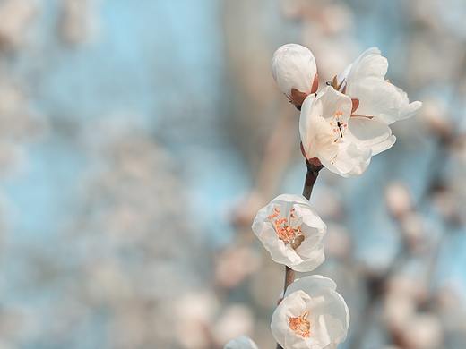 花 开 啦 它 开的 好旺啊!