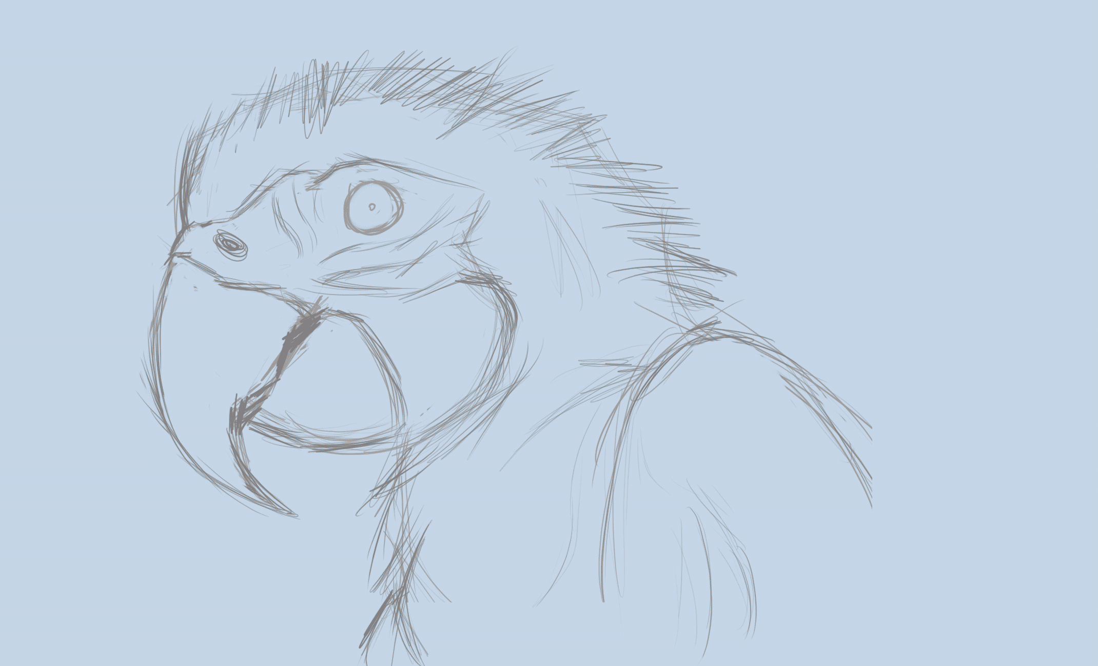 金刚鹦鹉（附小教程）（图ZNzcxMDkwNDA=） - 创作习作 - 站酷设计师猫法一JOEY原创素材 - 站酷ZCOOL