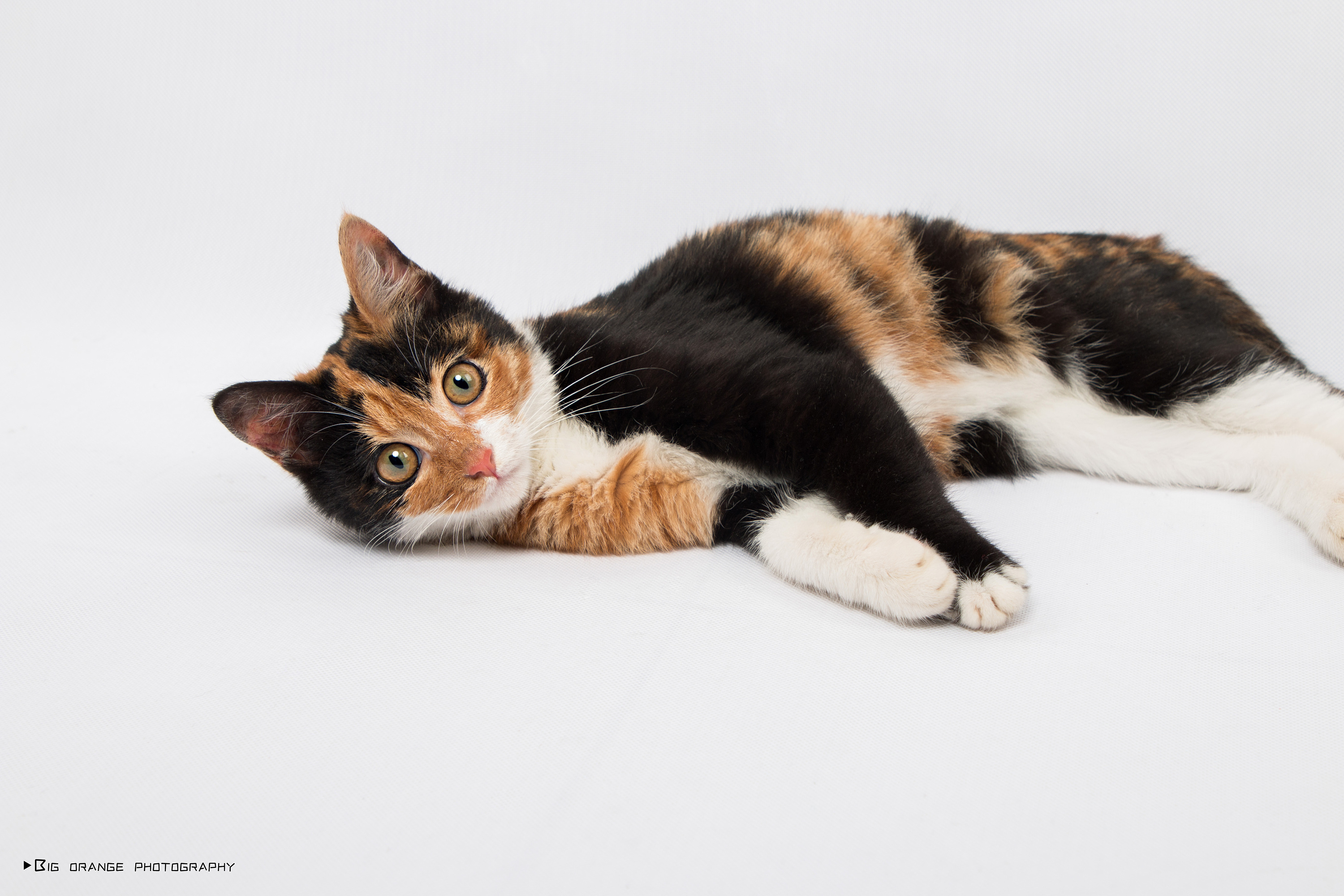 棕色条纹猫的垂直肖像 库存图片. 图片 包括有 射击, 敌意, 毛皮, 宠物, 垂直, 茴香, 镶边, 似猫 - 205231335