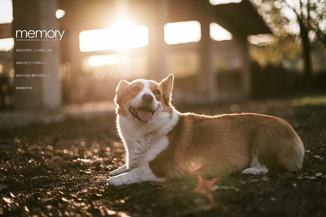 啤酒烧烤狗狗,惬意的春天