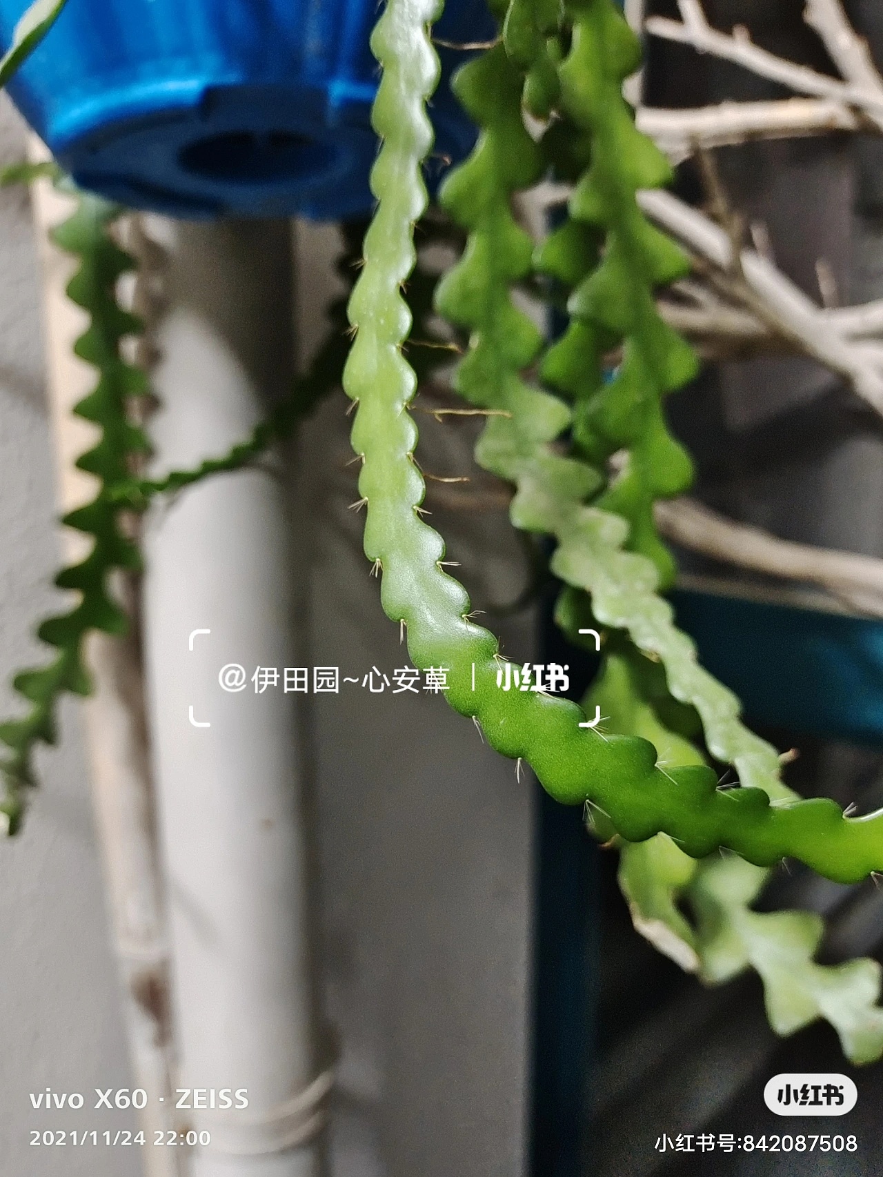 鱼骨昙花|摄影|时尚/艺术摄影|z937109261 - 原创作品 - 站酷 (zcool)