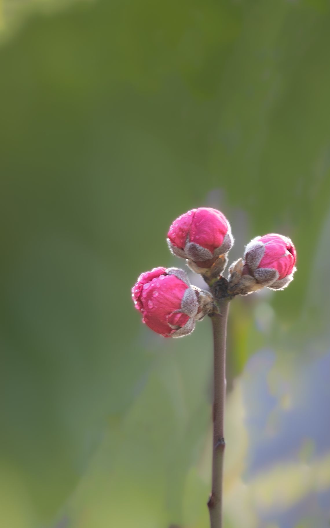 壁纸（图ZMzM0NDIwNjAw） - 风光摄影 - 站酷设计师pcghtudou原创素材 - 站酷ZCOOL