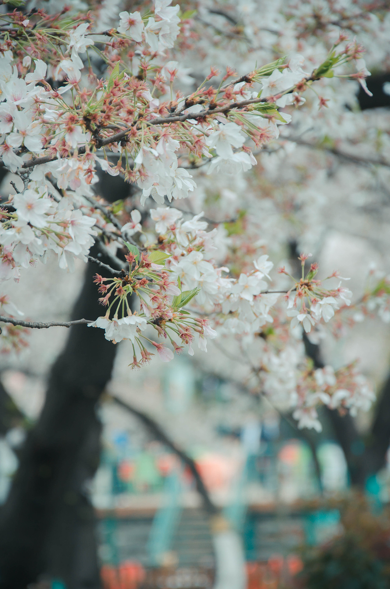 五步一景 十步一色（图ZMjU0MTI0NTQ4） - 环境/建筑摄影 - 站酷设计师Z39085363原创素材 - 站酷ZCOOL