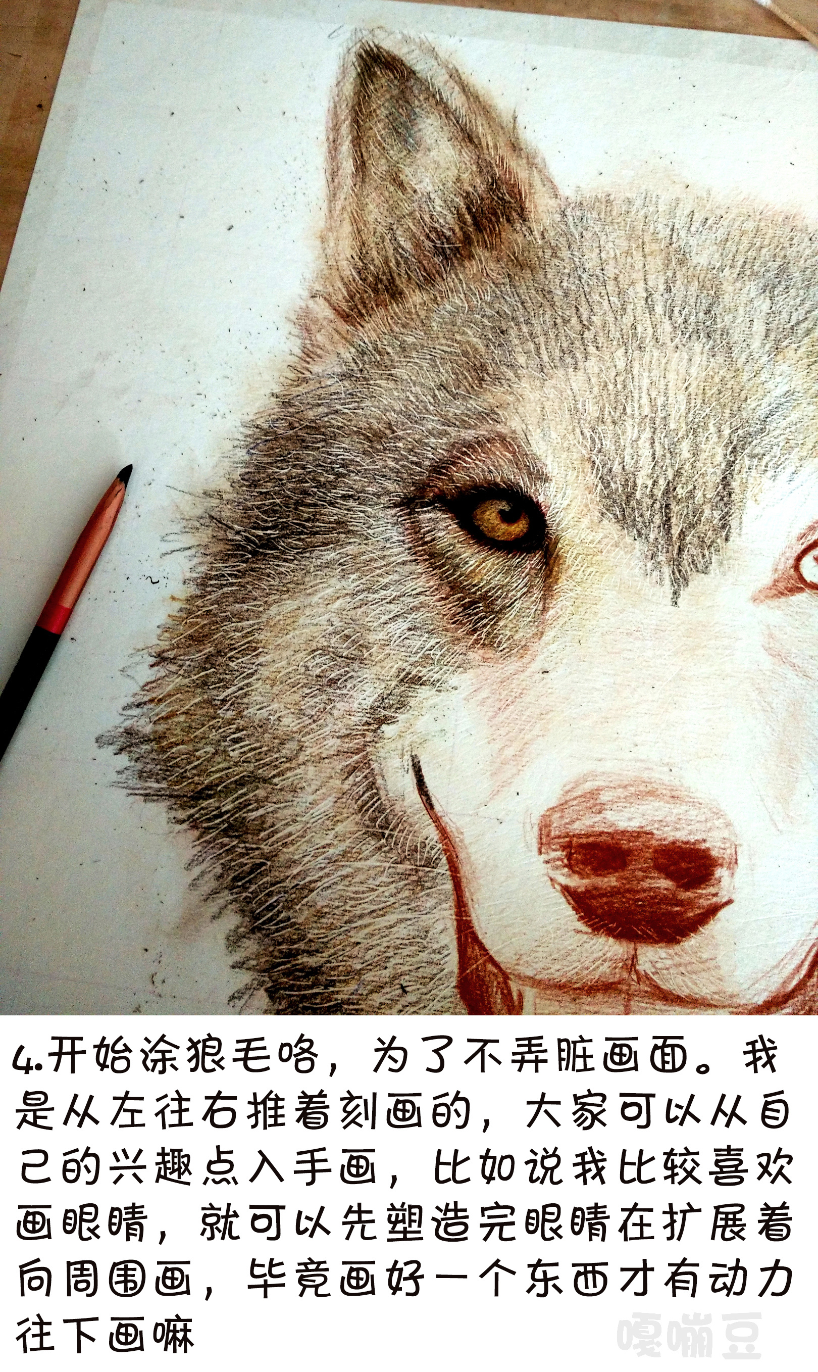 彩铅手绘教程~草原狼