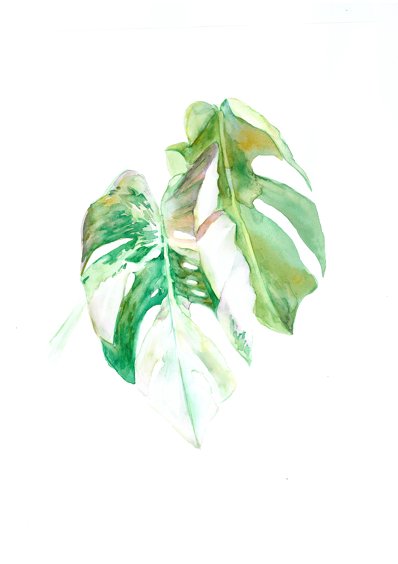 白斑龟背竹 Variegated Monstera（图ZMTg0ODcyNDI4） - 绘画 - 站酷设计师倜平原创素材 - 站酷ZCOOL
