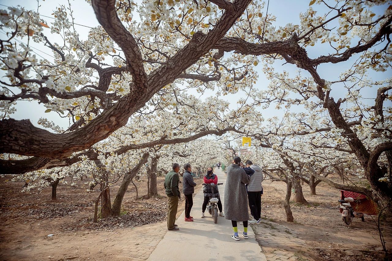 三月二十六日东南温梨园采风