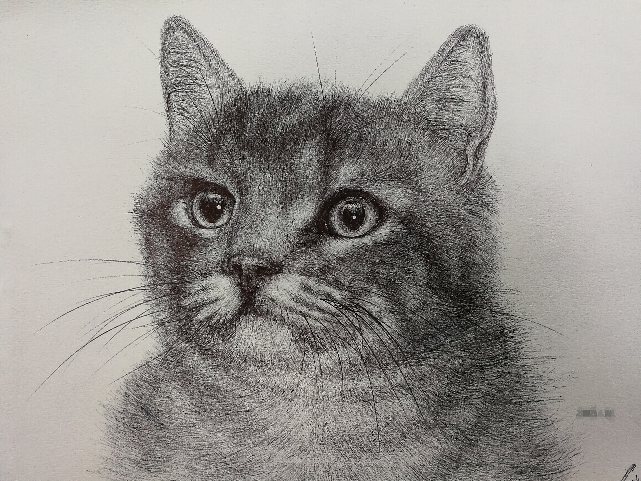 猫(圆珠笔画)
