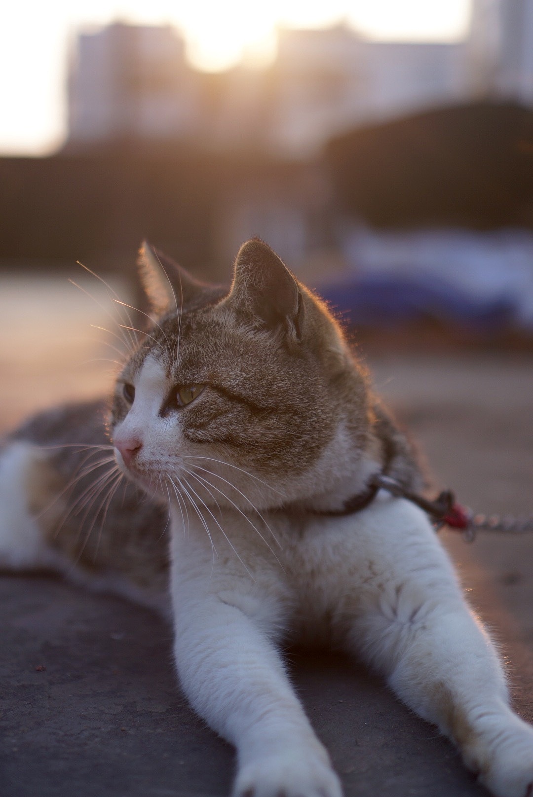 田园猫|摄影|宠物摄影|yaolichen - 原创作品 - 站酷 (ZCOOL)