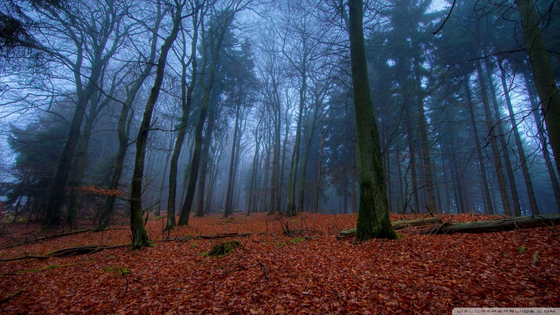 花鸡舍的个人主页（封面预览） - 主页封面设置 - 站酷设计师花鸡舍原创素材 - 站酷ZCOOL