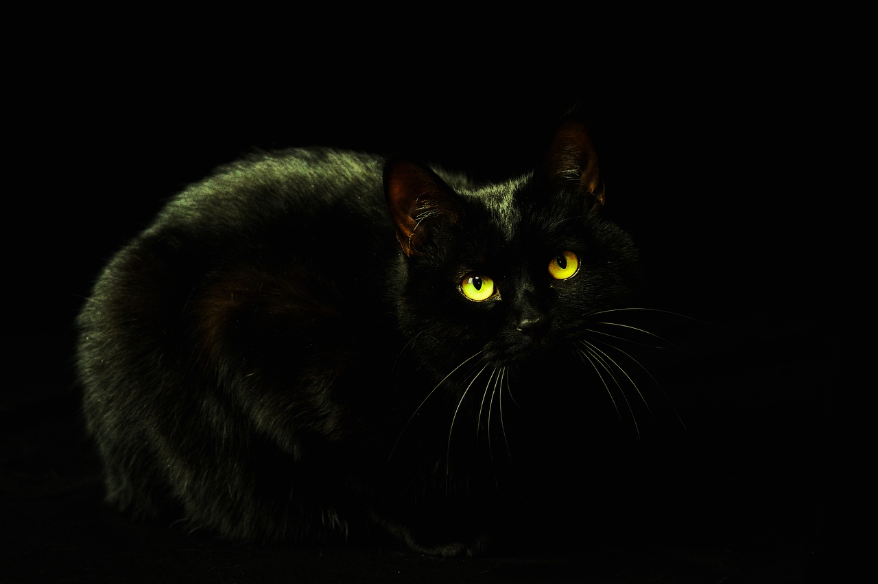 2018宠物合集（图ZMTQ0MDU5MzIw） - 宠物摄影 - 站酷设计师黑猫姐姐原创素材 - 站酷ZCOOL