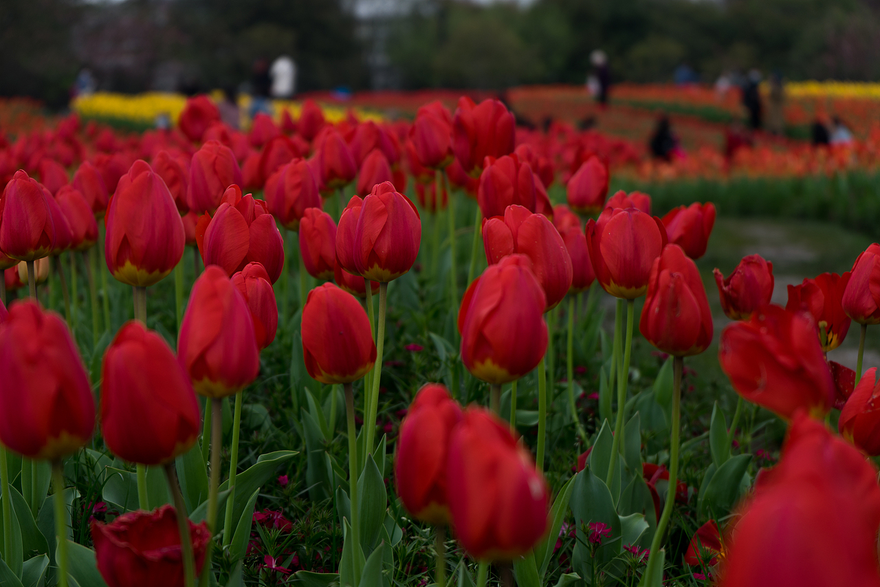 杭州南江公园郁金香（图ZMjQ4MDk5OTk2） - 风光摄影 - 站酷设计师达达达西瓜原创素材 - 站酷ZCOOL
