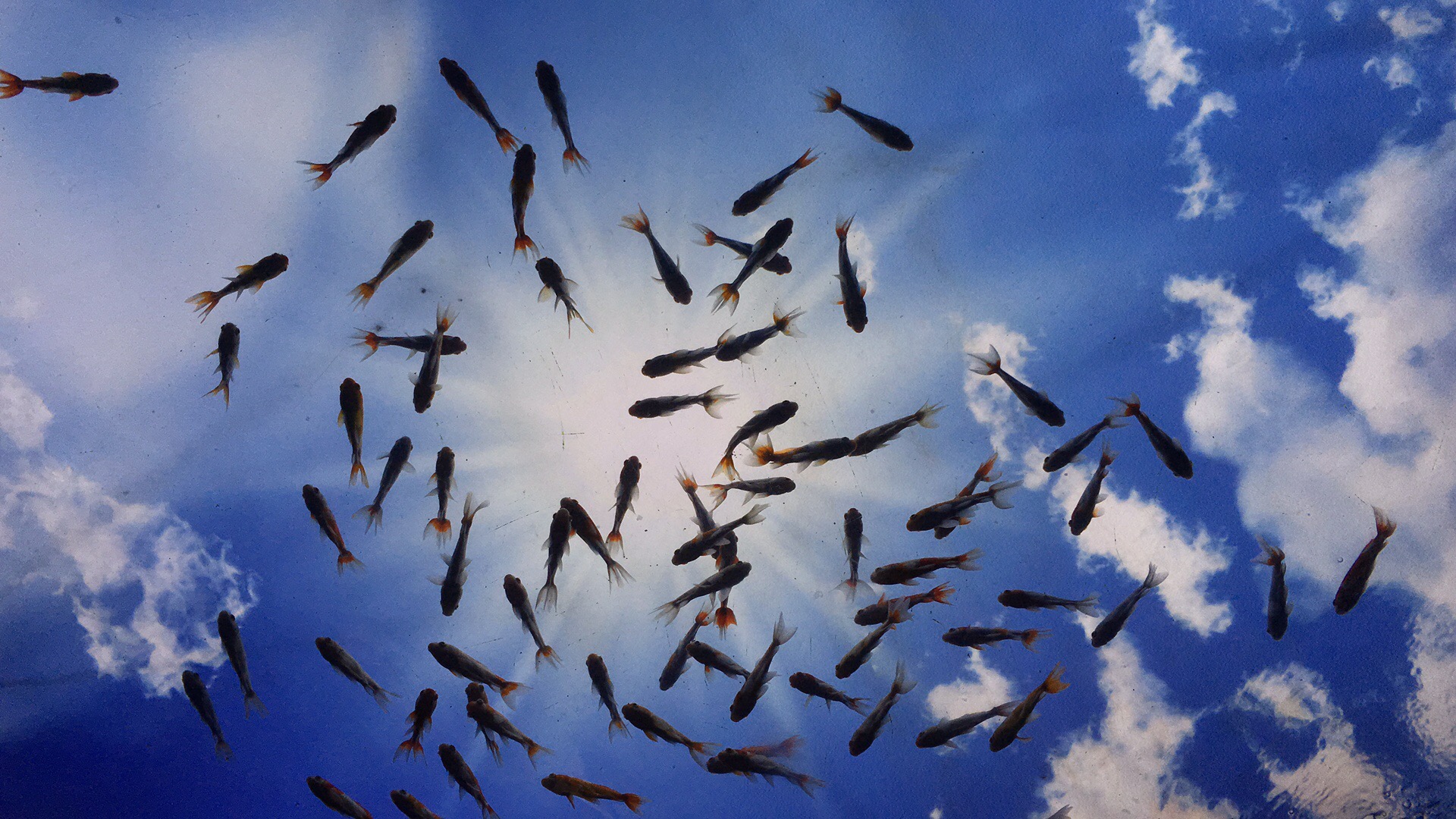 AshyChan的个人主页（封面预览） - 主页封面设置 - 站酷设计师AshyChan原创素材 - 站酷ZCOOL