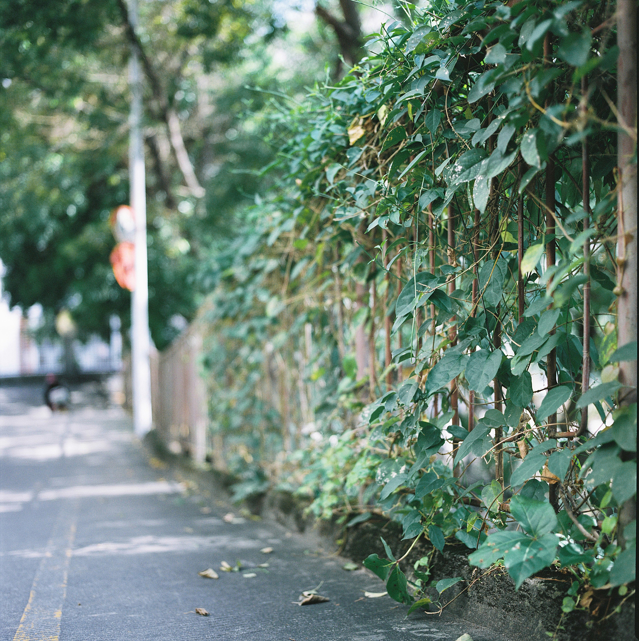 #Rolleiflex #東京 #日常扫街 东京的缓慢与静谧（图ZNzc0MjAwMjg=） - 人像摄影 - 站酷设计师Yveswe77原创素材 - 站酷ZCOOL