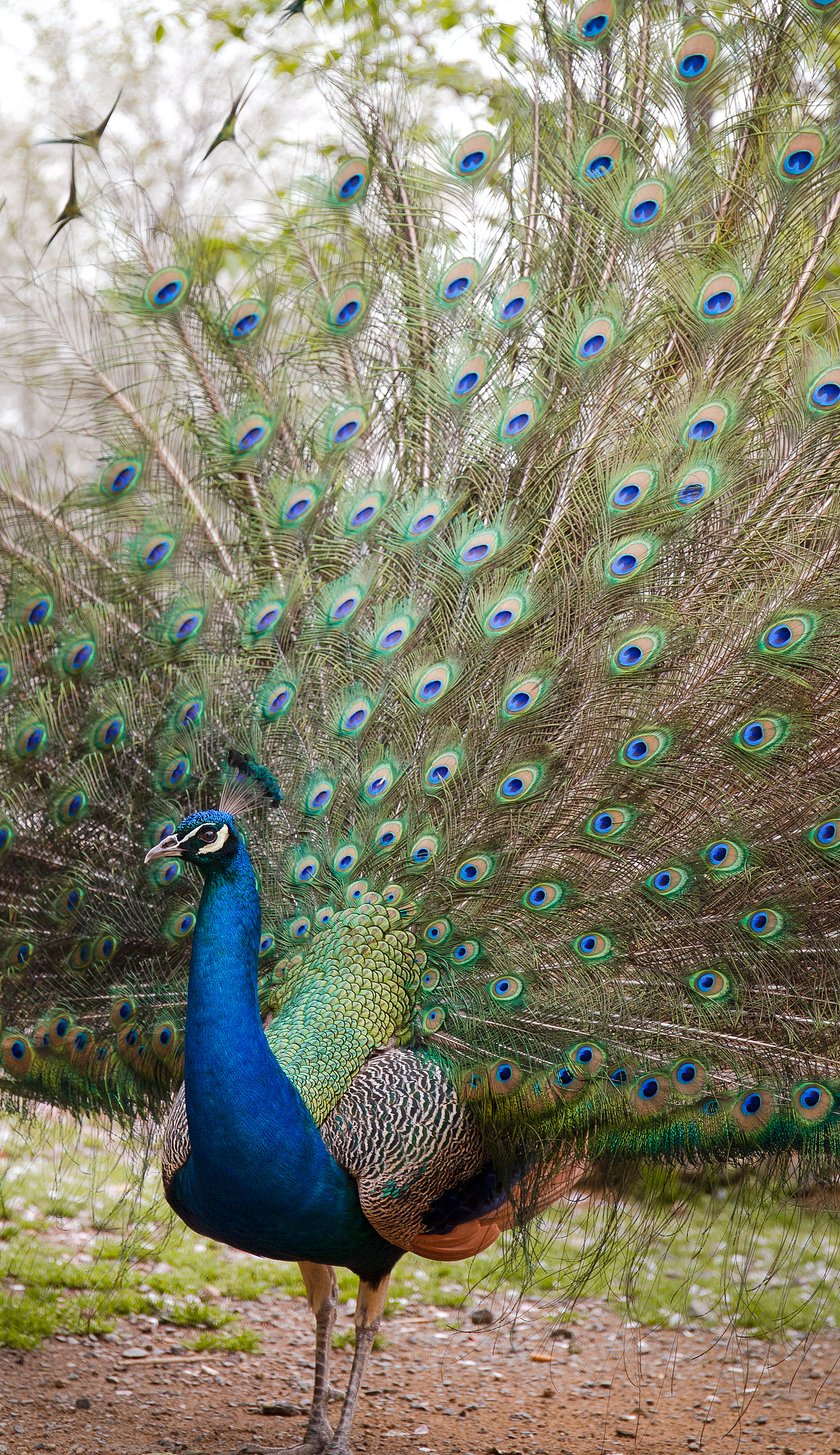 人间不值得（图ZMjA5MjQwODQ0） - 其他摄影 - 站酷设计师没钱只好去作图原创素材 - 站酷ZCOOL