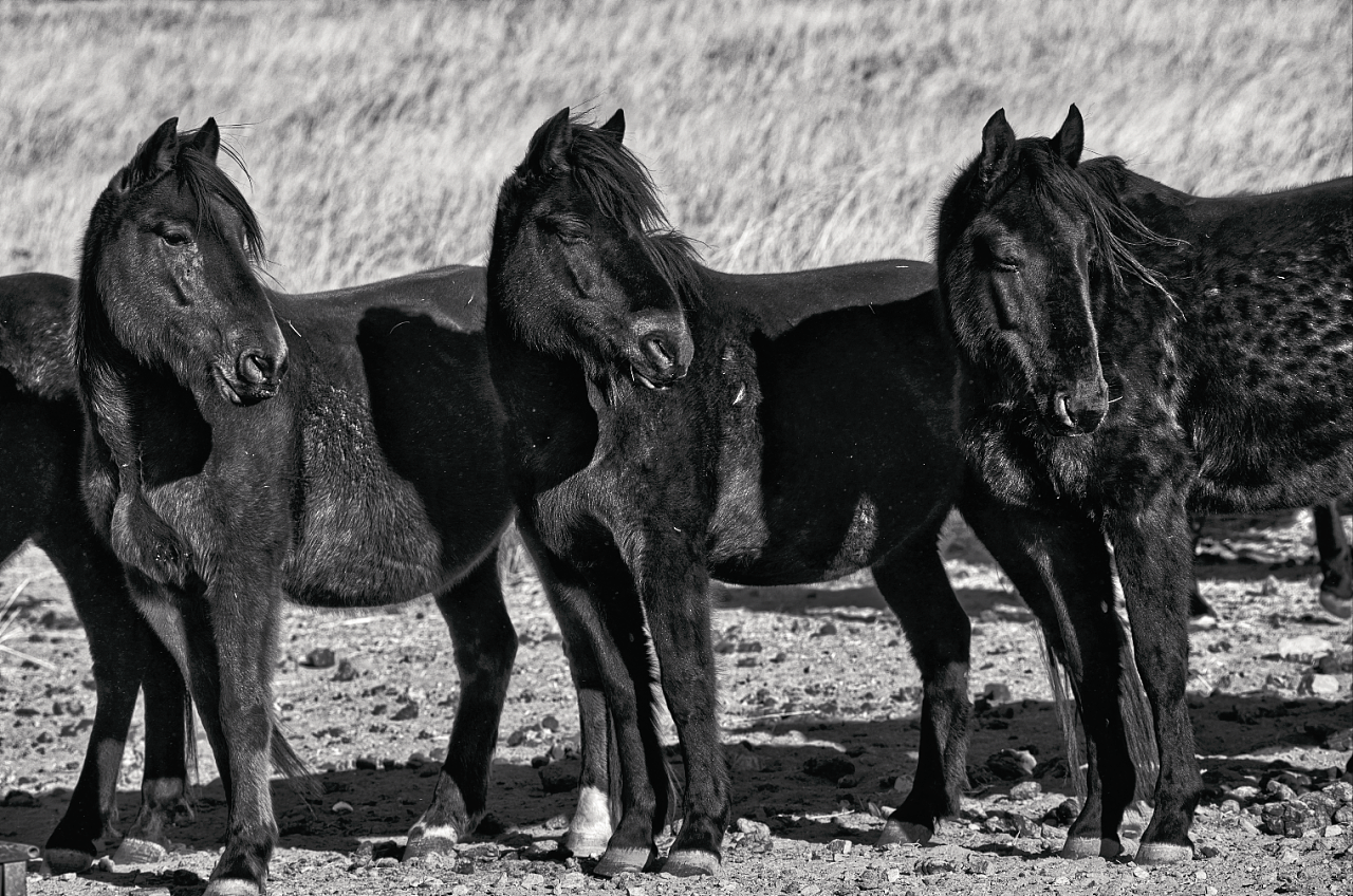 2017年底,在阿巴嘎旗朋友的牧场,拍摄了他的僧僧黑马.