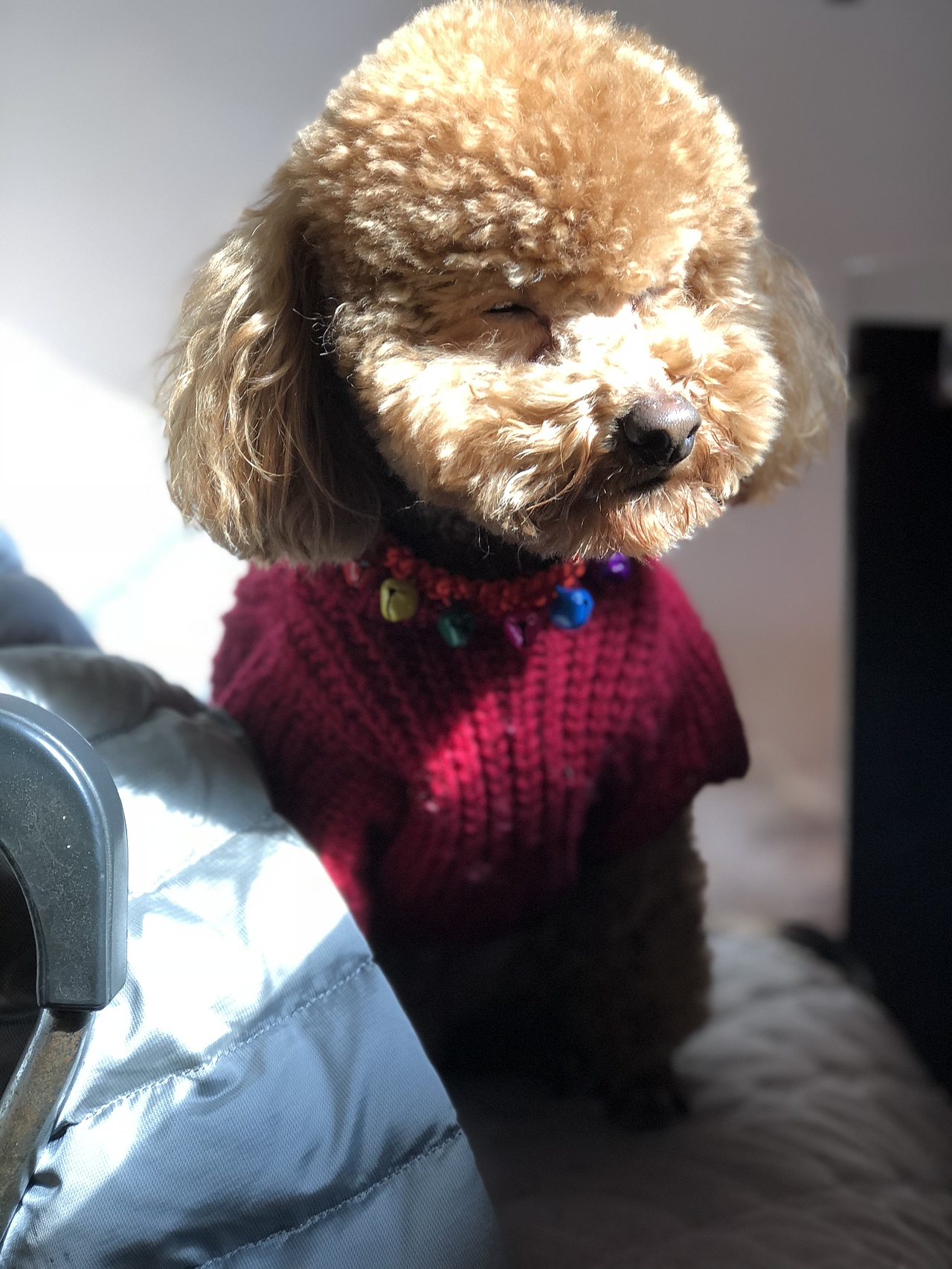 家里有只泰迪狗