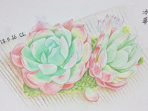 花卉（四）