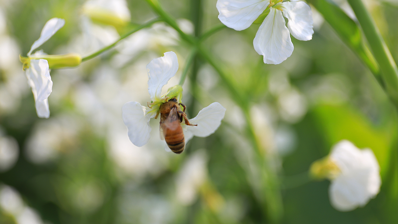 假日随拍电脑桌面