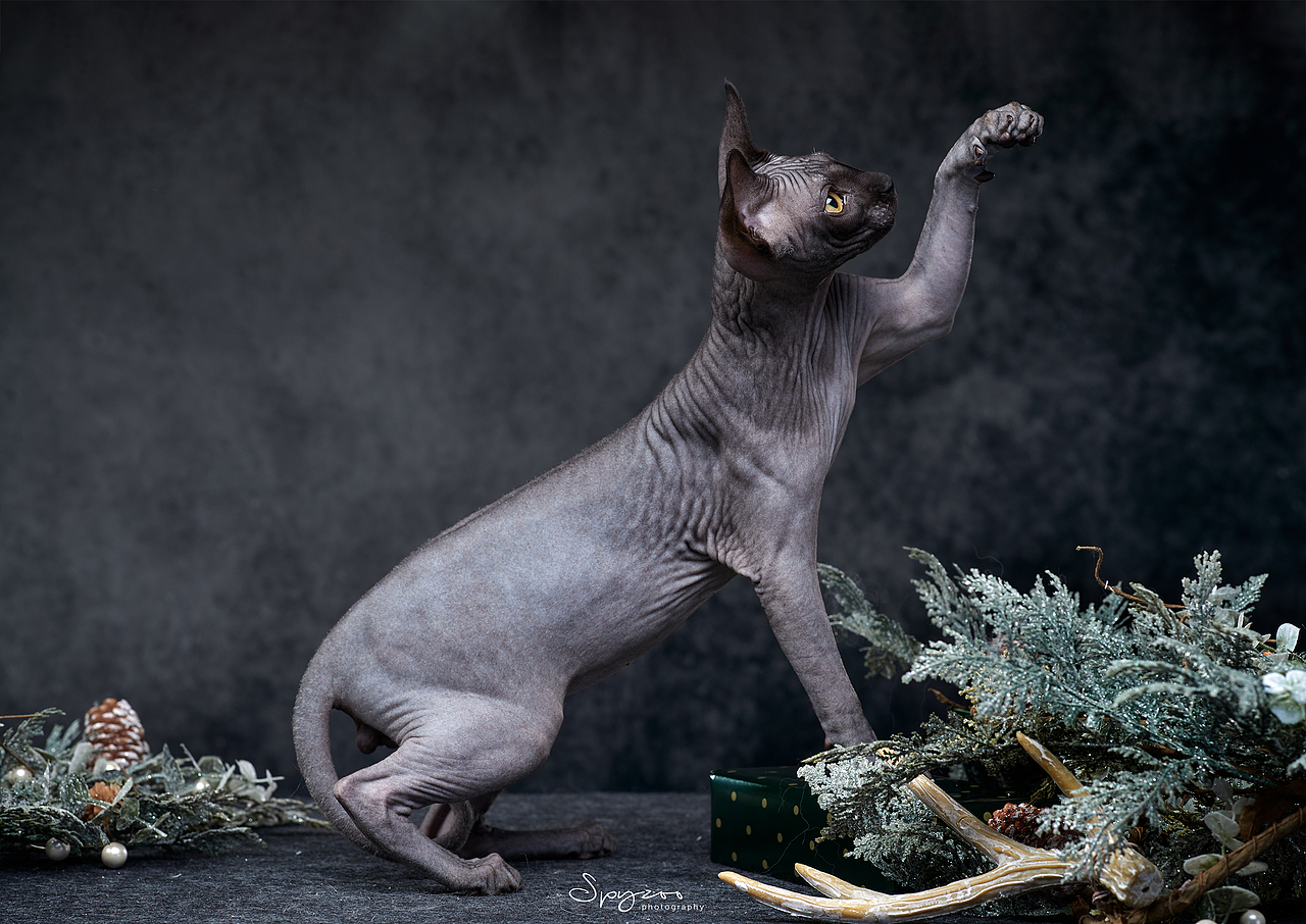 斯芬克斯无毛猫|摄影|宠物摄影|spyzoo_原创作品-站酷zcool