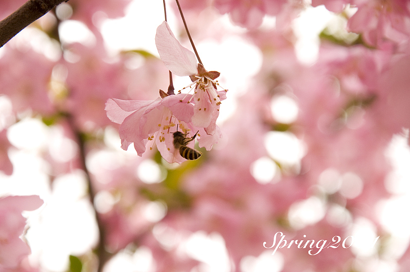 四月芳菲——垂丝海棠怒放（图ZMjczMTIyNA==） - 风光摄影 - 站酷设计师慢熟的兔子原创素材 - 站酷ZCOOL