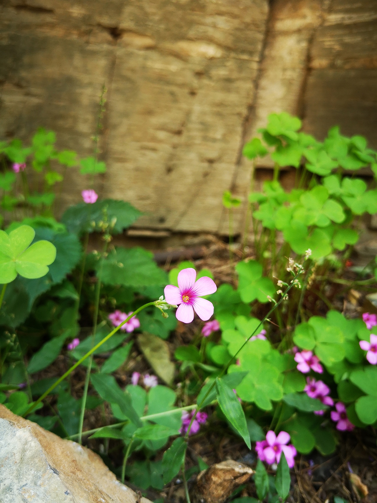 花朵（图ZMTc5NzUwMzQ0） - 产品摄影 - 站酷设计师ciliy小白原创素材 - 站酷ZCOOL