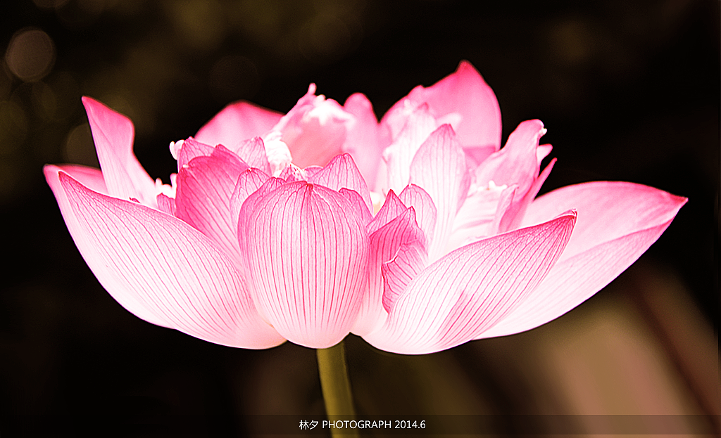 小荷才露尖尖角，早有蜻蜓立上头（图ZMTc2MDYxMzY=） - 风光摄影 - 站酷设计师echlq原创素材 - 站酷ZCOOL