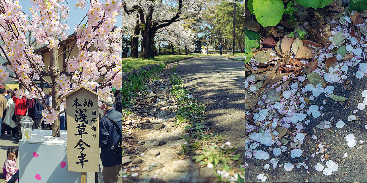 东京 樱花季