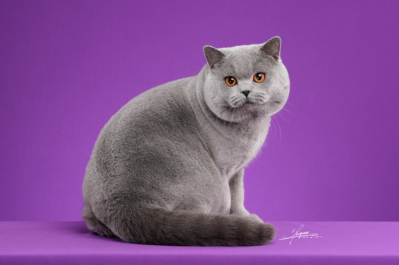 分享收藏金渐层-amyworks探须视觉波斯猫-amyworks探须视觉俄罗斯蓝猫