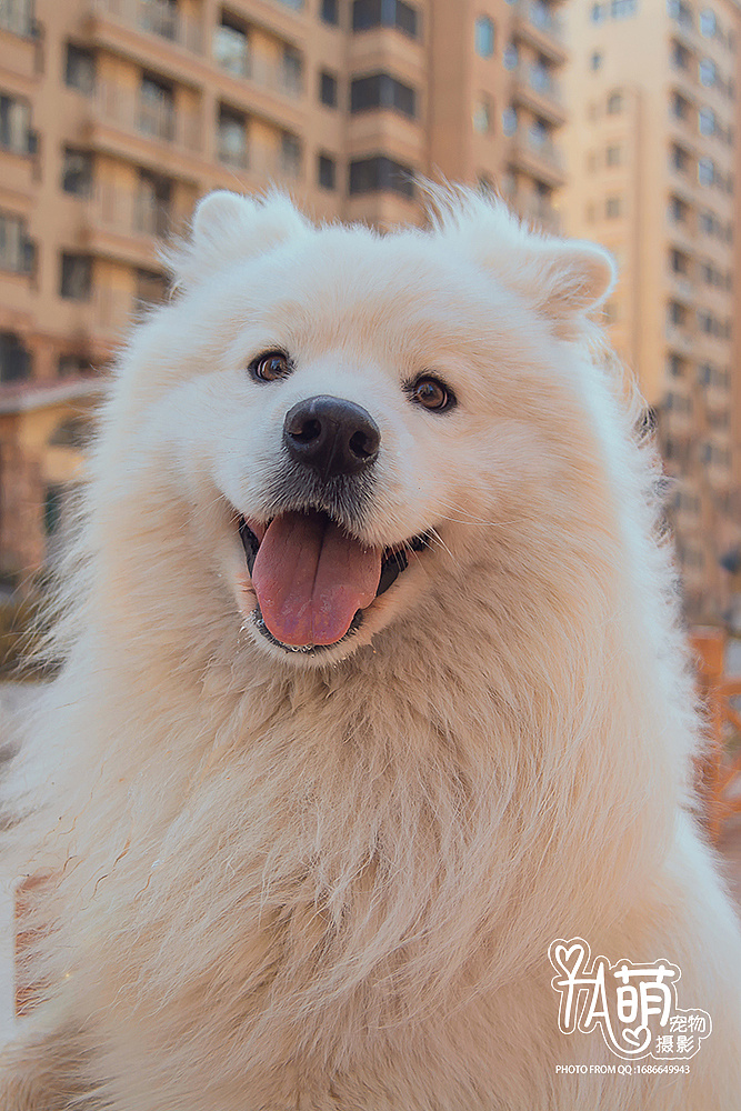 拍的朋友家可爱的萨摩几张