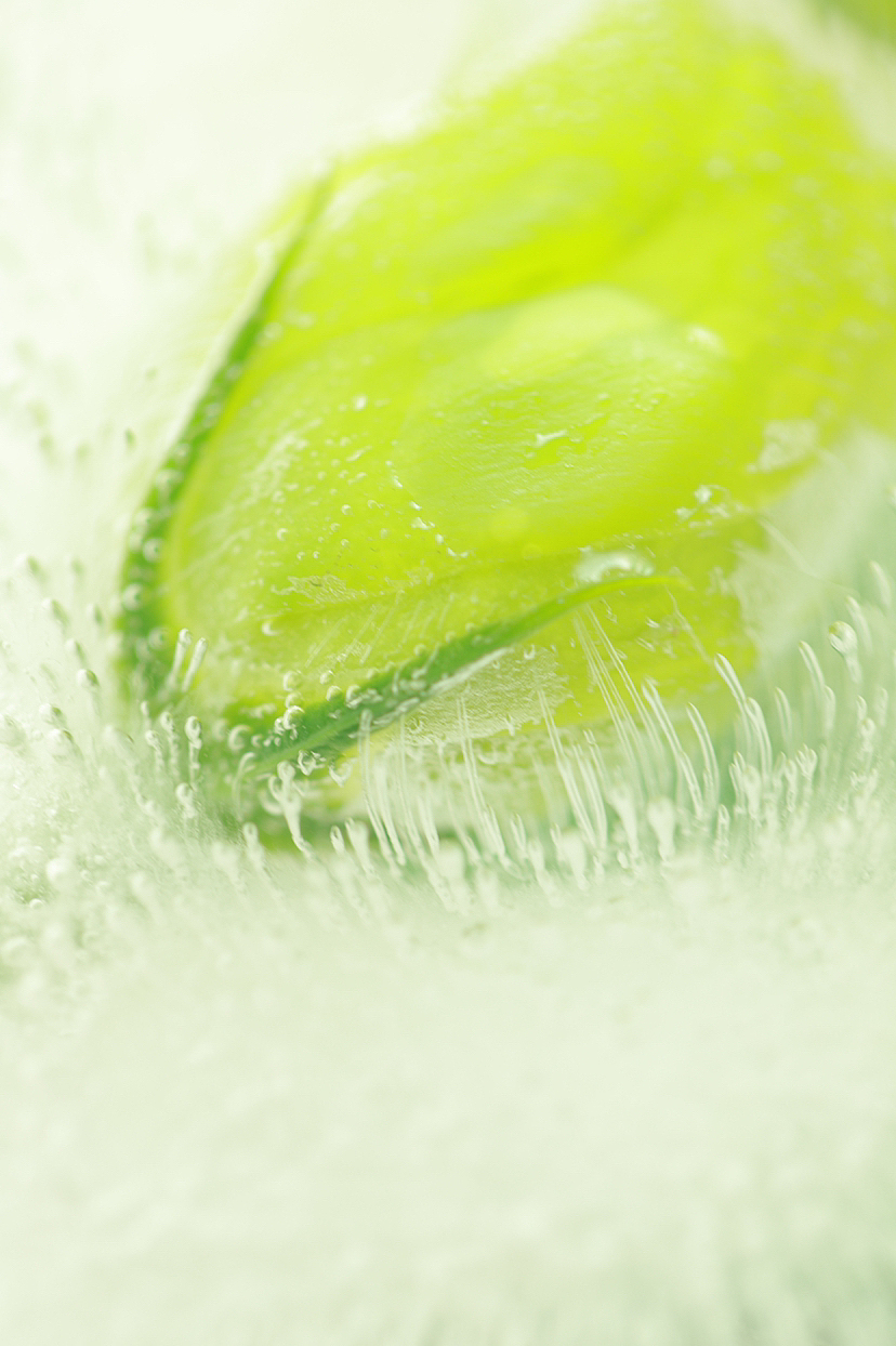 冰封桔梗 治愈绿色（图ZMzMyMjcxMzI0） - 其他摄影 - 站酷设计师Z790308645原创素材 - 站酷ZCOOL