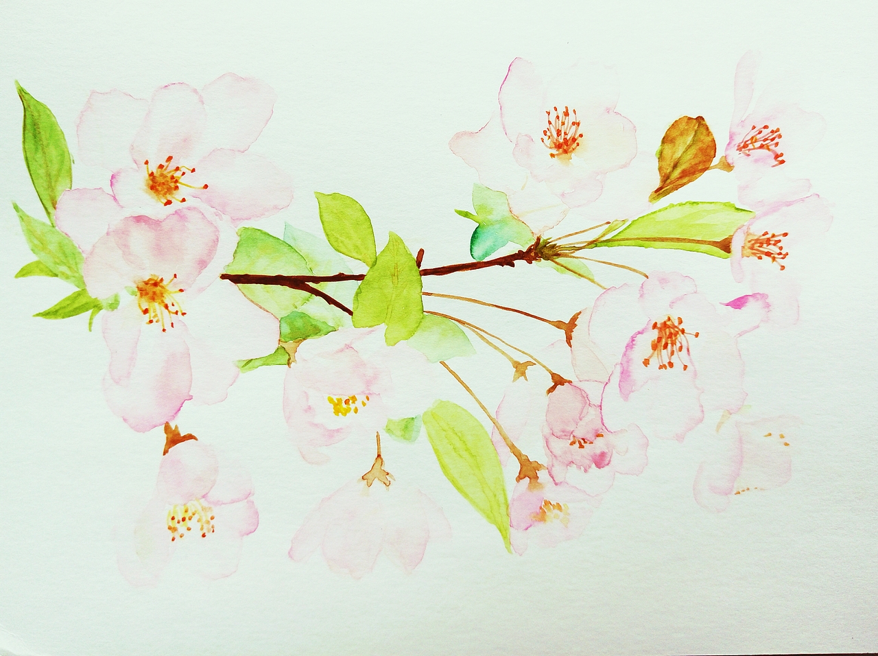 樱花的季节,浪漫的季节~