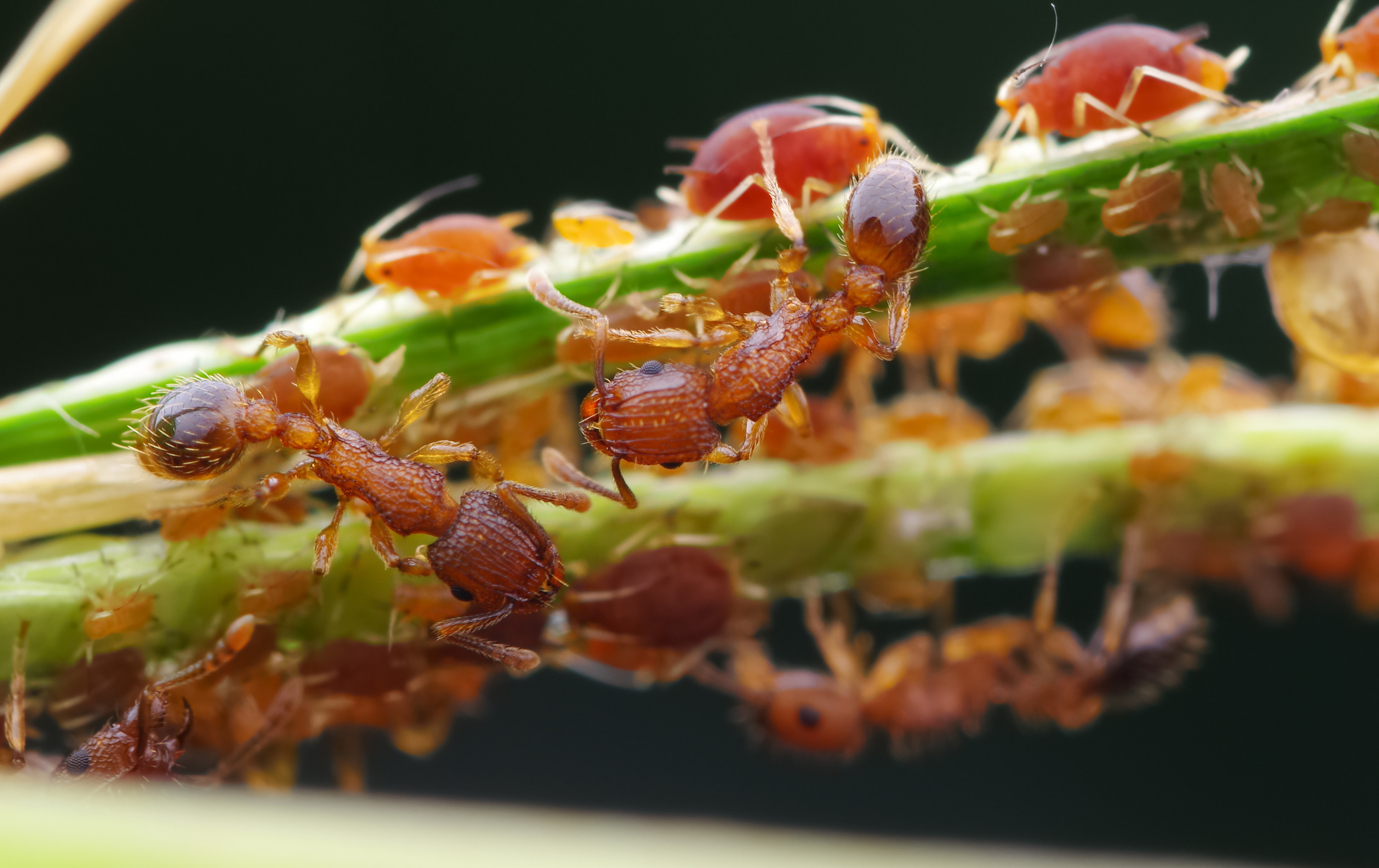 神奇的切叶蚁 - 知乎