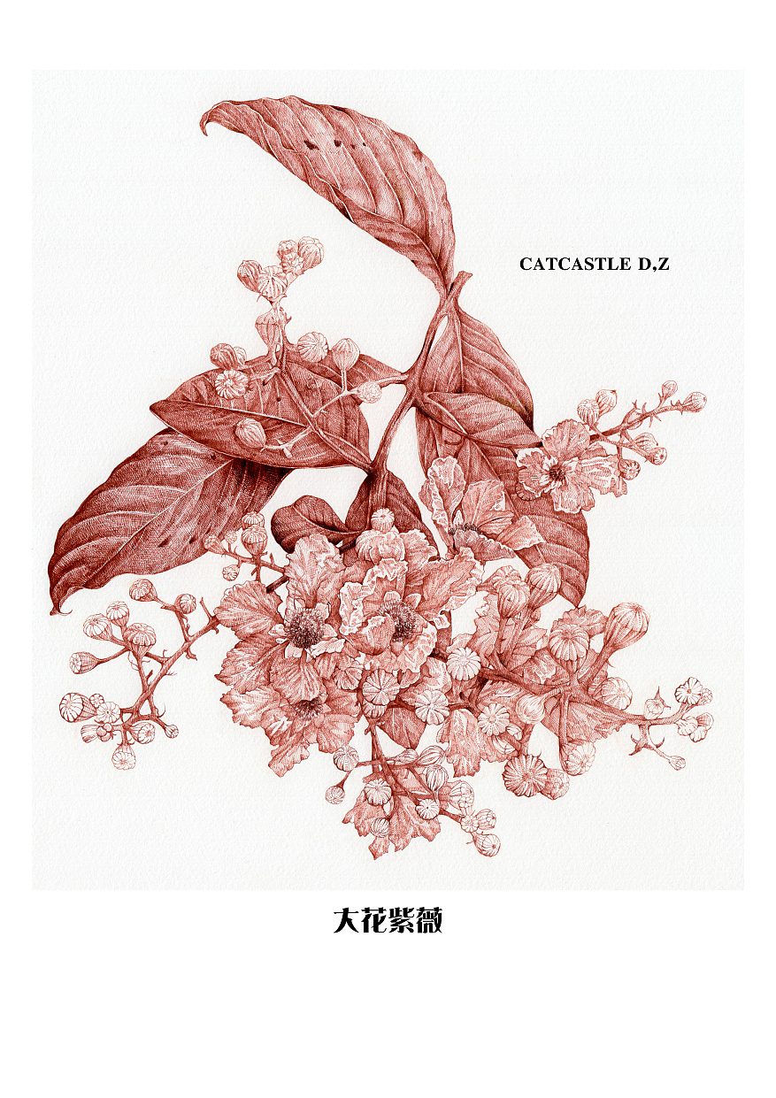 蘸水笔针管笔|大花紫薇