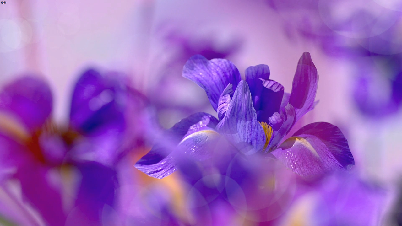 鼠尾草香皂的动态延伸设计（图ZMzQzMDM0MDc2） - 产品 - 站酷设计师SYLJ鲨鱼辣椒原创素材 - 站酷ZCOOL