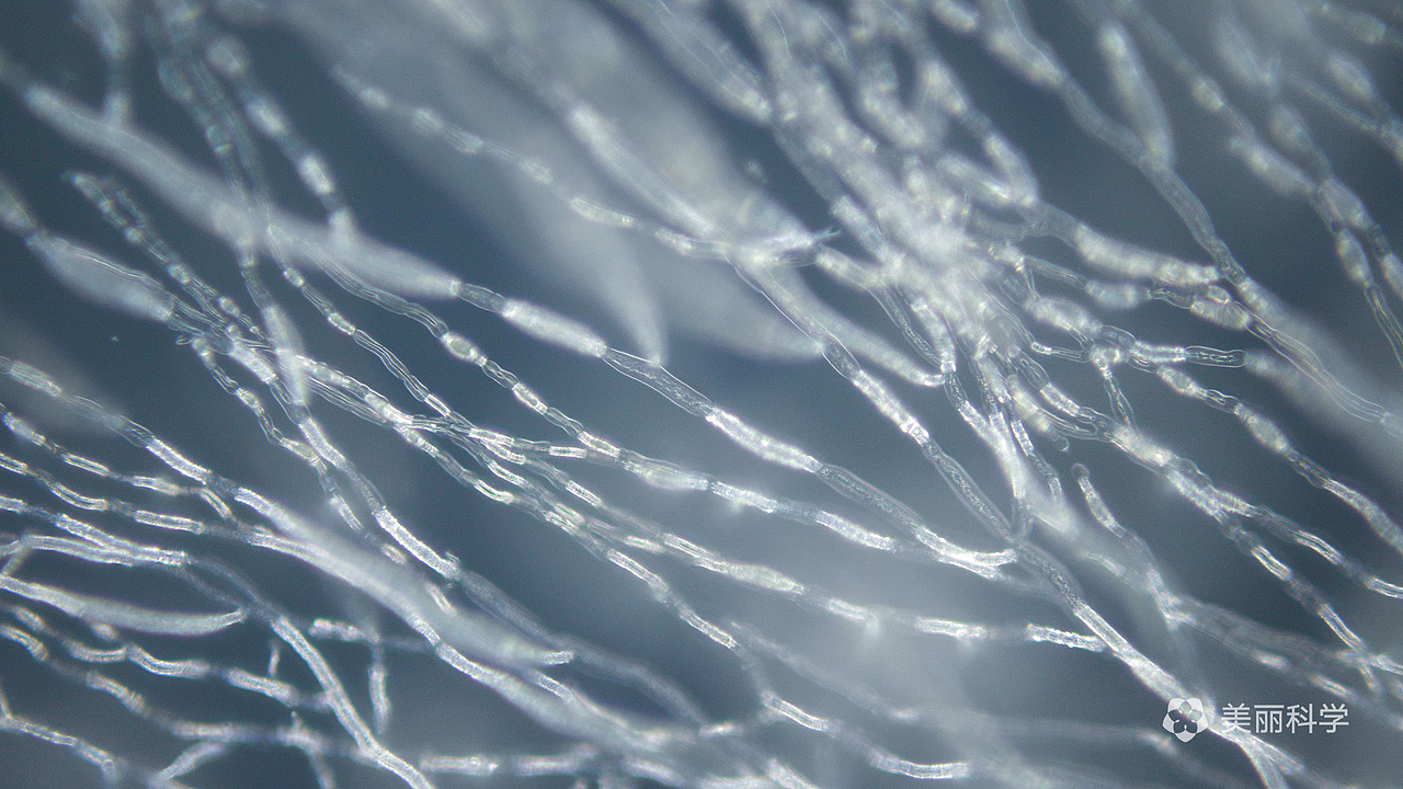 风味人间 | 食物里的微观世界（图ZMjI5Njk0Mzk2） - 其他摄影 - 站酷设计师美丽科学原创素材 - 站酷ZCOOL