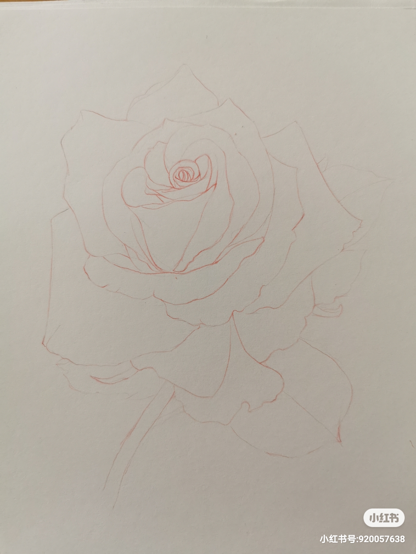 玫瑰花瓣图画图片