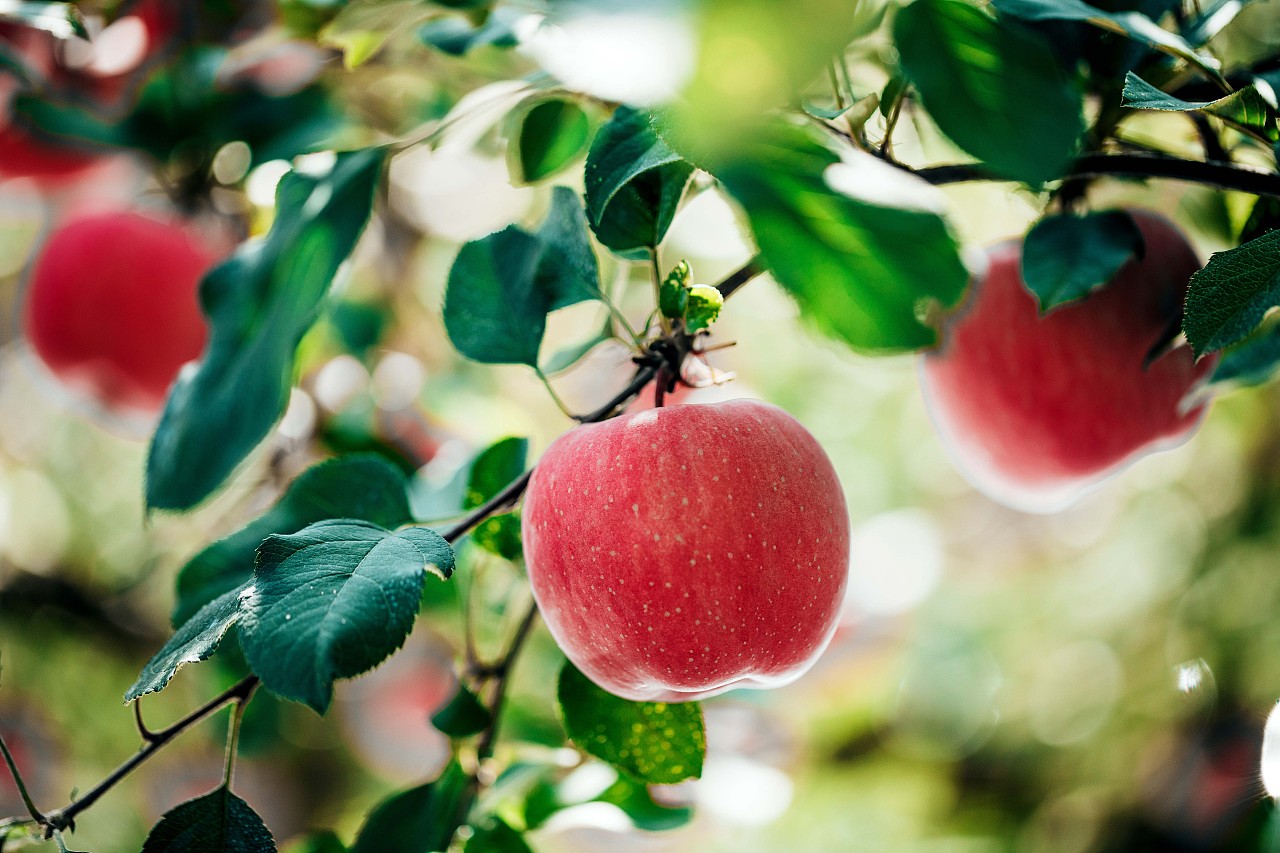 苹果，是水果的苹果哦~|摄影|静物|有点出品 - 原创作品 - 站酷 (ZCOOL)