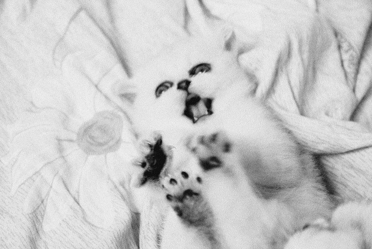 小奶猫和猫妈：我家的小可爱她的小棉袄。（图ZMTMxNzc3MjY0） - 宠物摄影 - 站酷设计师正宗的小阿飞原创素材 - 站酷ZCOOL