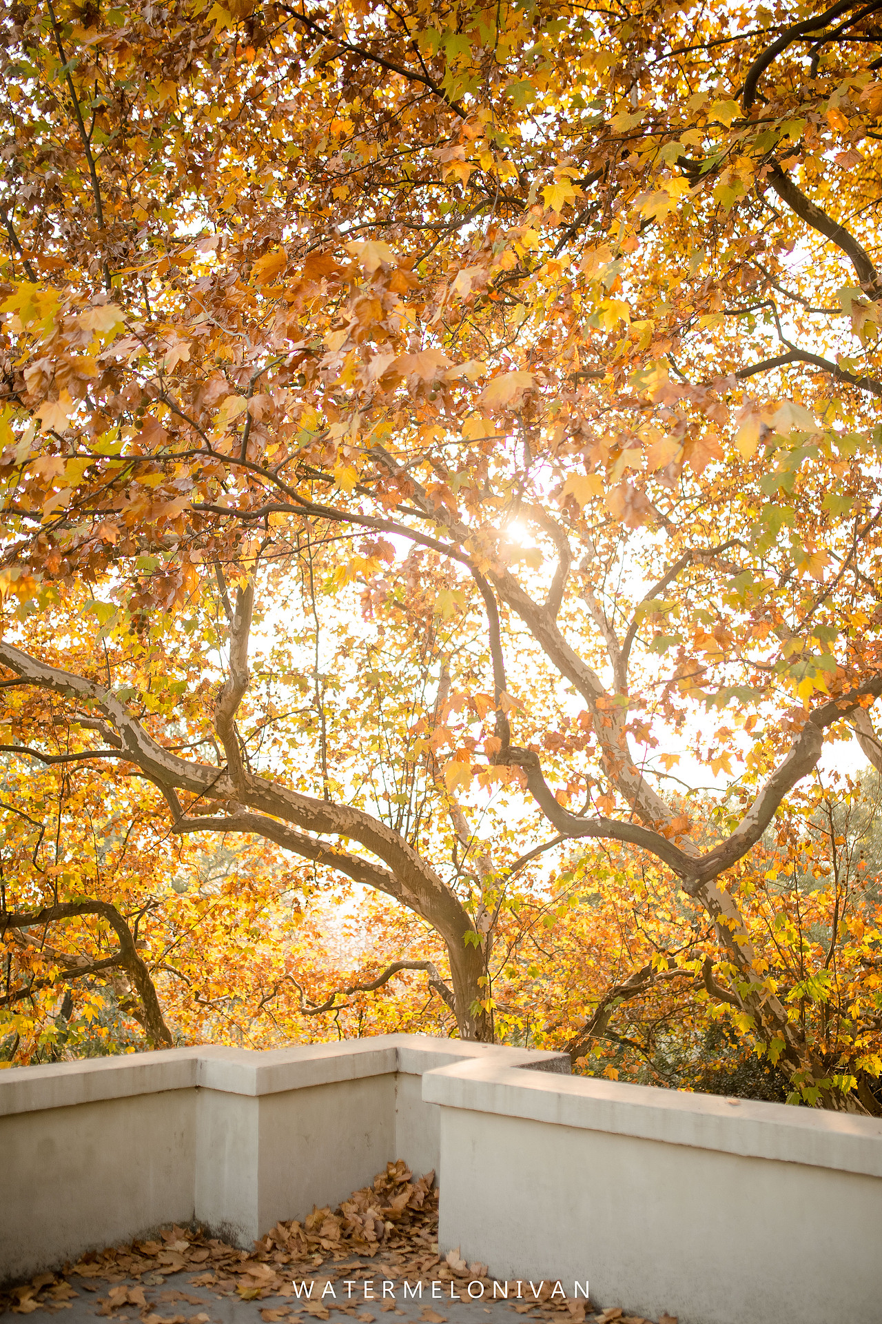 十一月（图ZOTkyNDk4NzY=） - 人像摄影 - 站酷设计师西瓜不要太郎原创素材 - 站酷ZCOOL