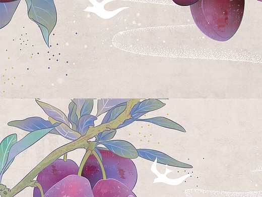 农产品包装插画/水果插画-西梅插画