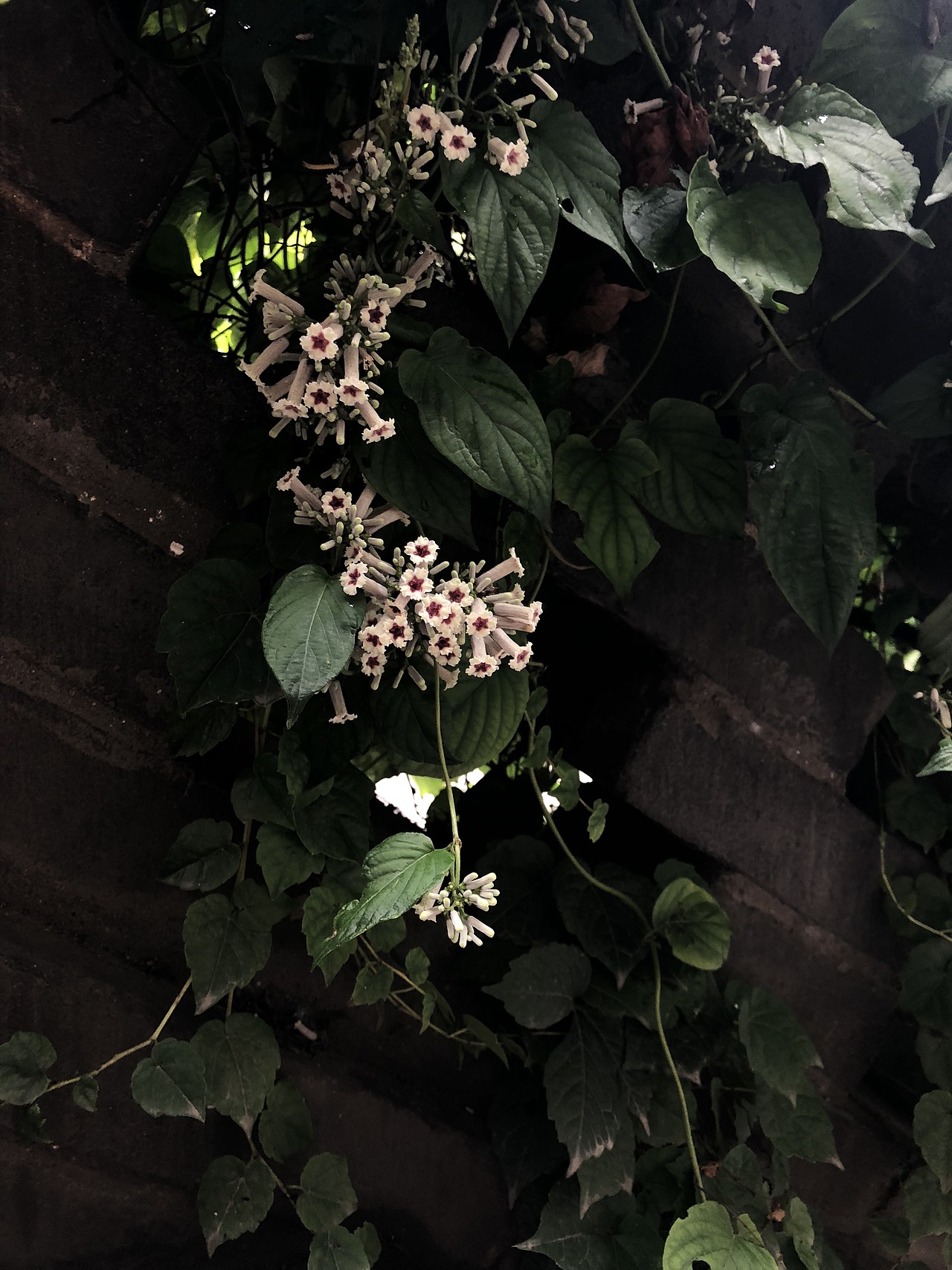 雨后……（图ZMTc0Njg1NTMy） - 人文/纪实摄影 - 站酷设计师vivian乔原创素材 - 站酷ZCOOL