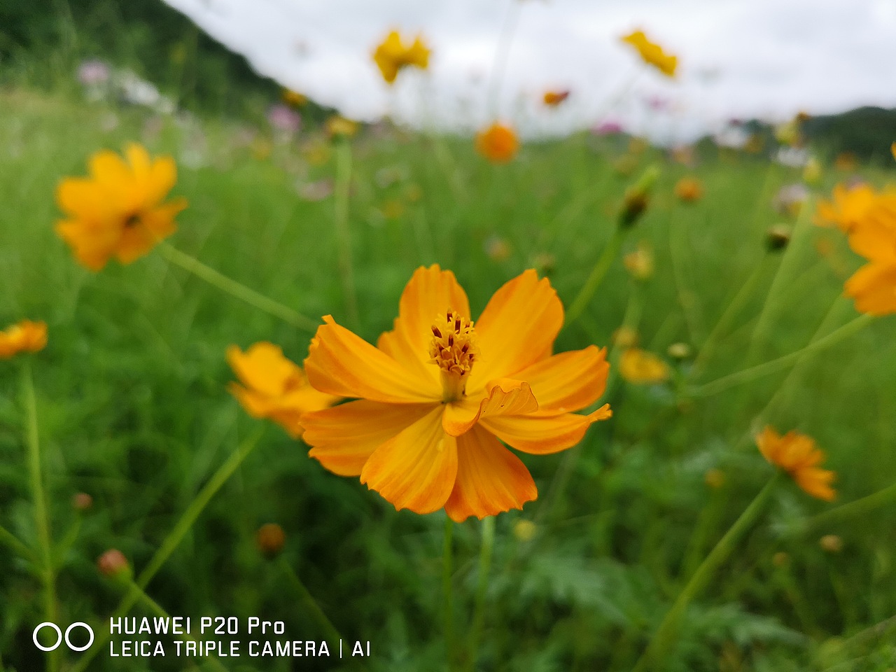 花海（图ZMTMzMjE0OTg0） - 风光摄影 - 站酷设计师梦醒时分sr原创素材 - 站酷ZCOOL