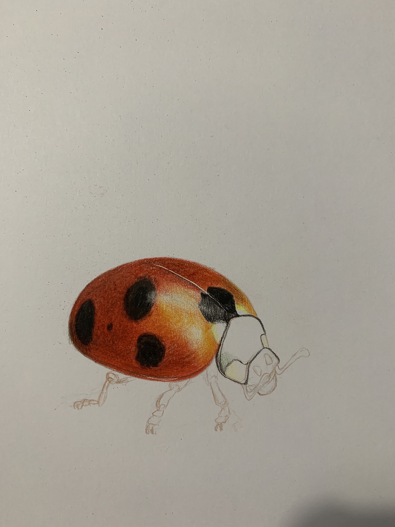 彩铅昆虫(内附过程图)|插画|绘本|从心漫生活_原创作品-站酷zcool