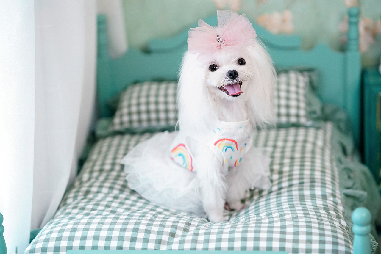 马尔济斯犬合集——宠爱拾光宠物摄影