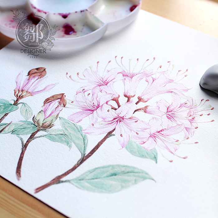 杜鹃花系列——广西杜鹃（图ZNzc5OTI3MTY=） - 商业插画 - 站酷设计师鄒慶原创素材 - 站酷ZCOOL