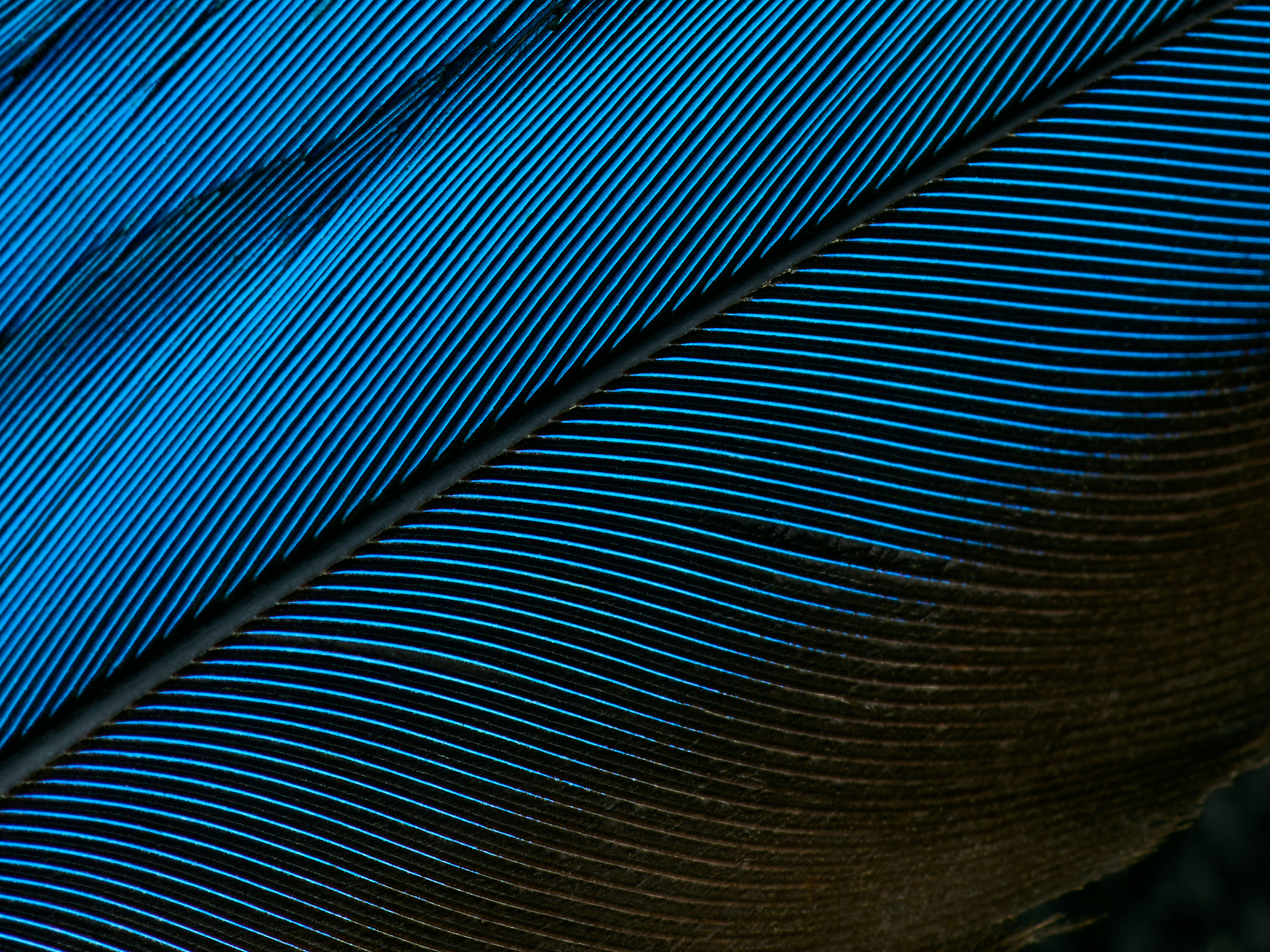 一亿像素下的翠鸟羽毛