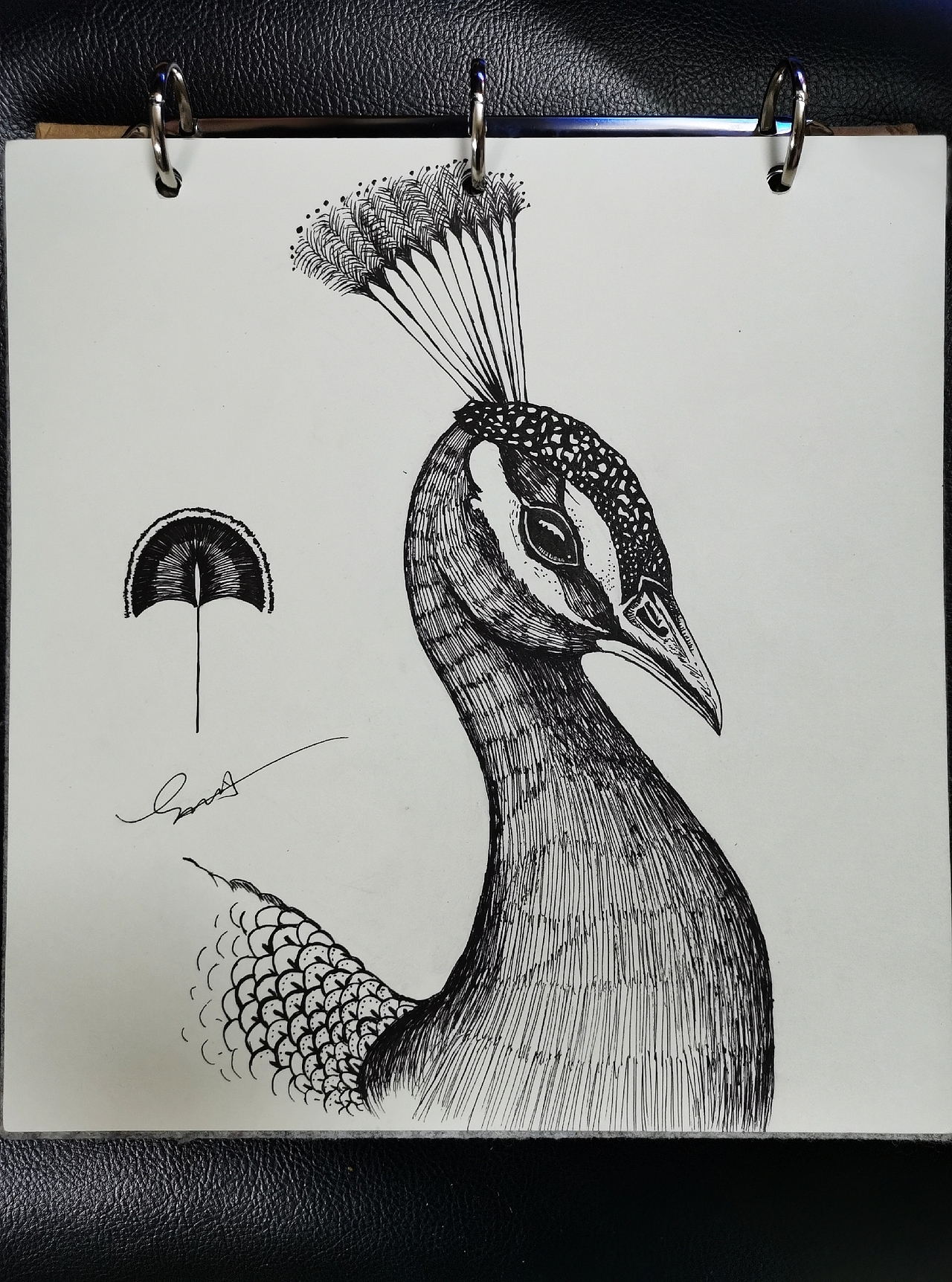 孔雀(水性笔速写)