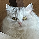 Money是只猫的头像